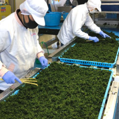 青バラ干し（あおさのり）製造工程　捌き