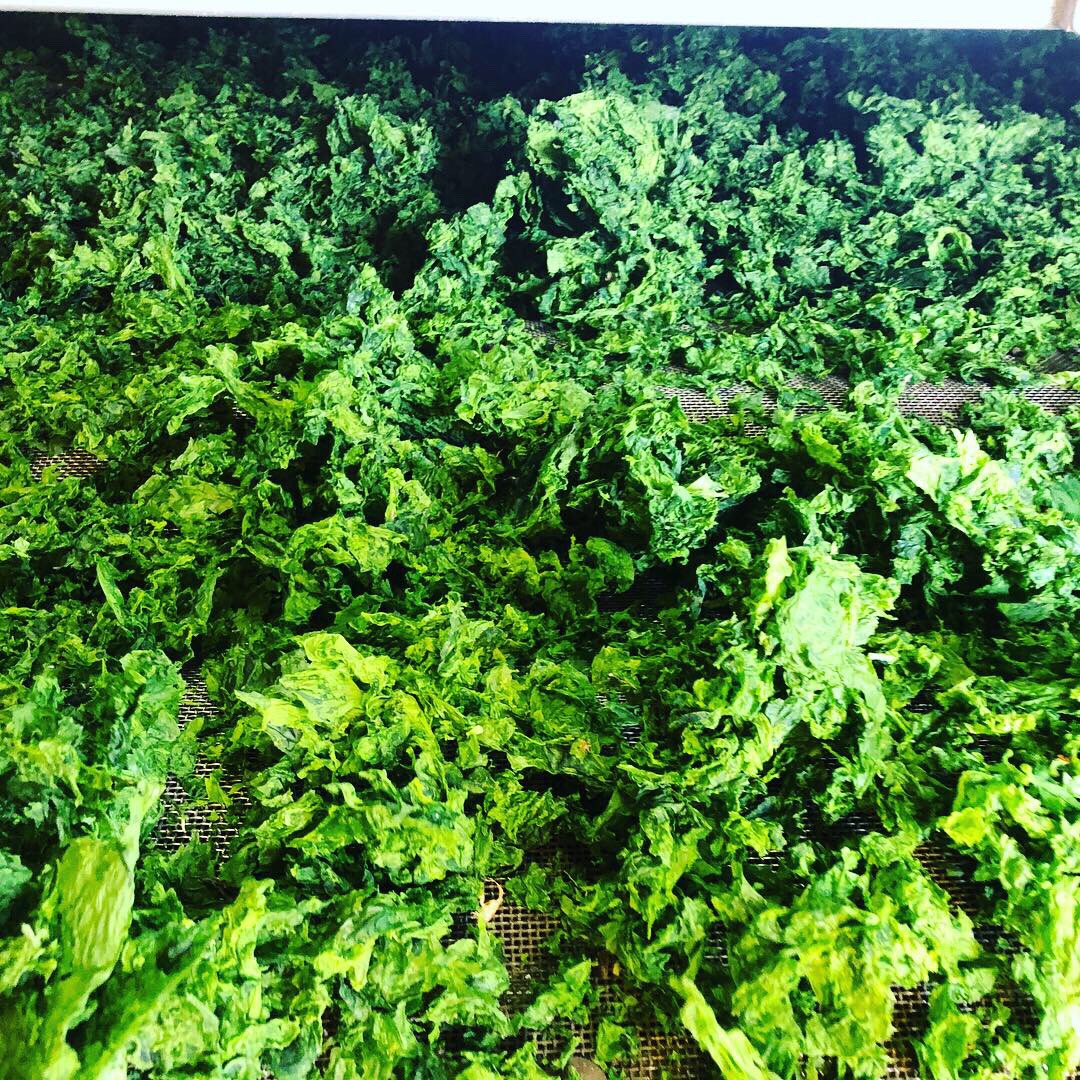 アナアオサ採取開始しました。